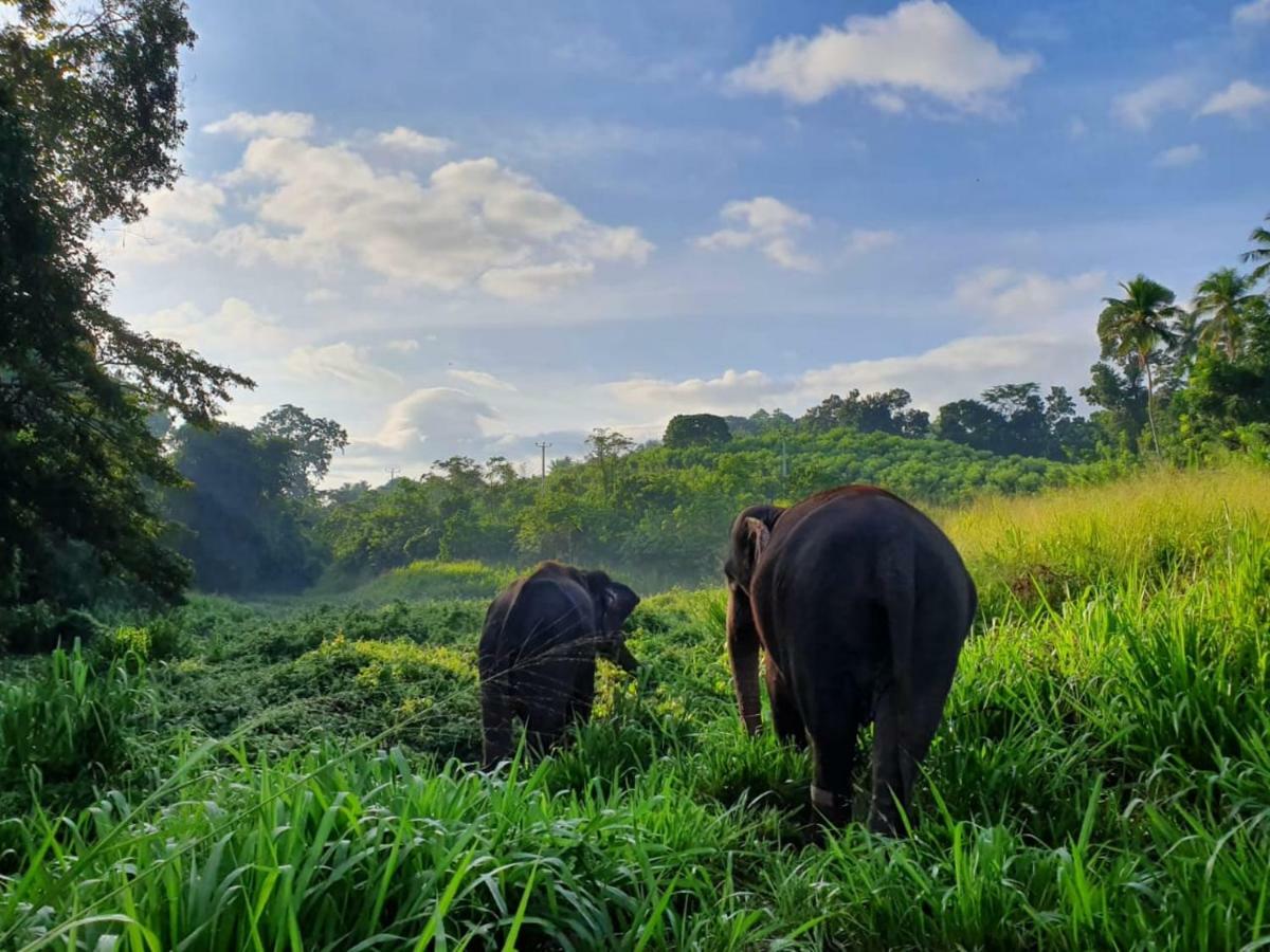 Villa Pinnawala Bagian luar foto